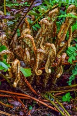 Young fern leaves in a forest by the Pacific Ocean in Olympic National Park, Washington