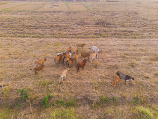 Group of beef asian cow onn hay field sunset light