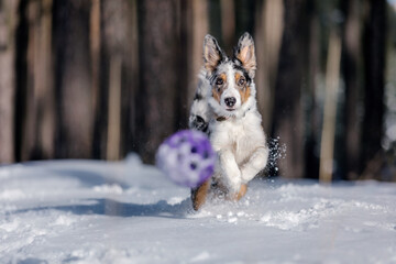 Border collie puppy playing in winter forest. Snowing landscape