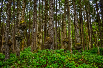 Old trees with outgrowths on trunks in the forest on the shores of the Pacific Ocean in Olympic National Park, Washington