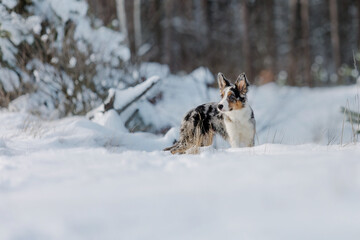 Fototapeta na wymiar Border collie puppy in winter forest. Snowing landscape