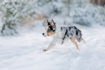 Fototapeta na wymiar Border collie puppy playing in winter forest. Snowing landscape