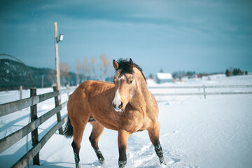 Beautiful large buckskin quarter horse stallion outside in winter snow filled paddock. 