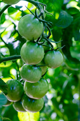 Green unripe tomatoes on bush, bio, growing vegetables