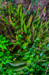 Ferns and other forest plants in a forest by the Pacific Ocean in Olympic National Park, Washington