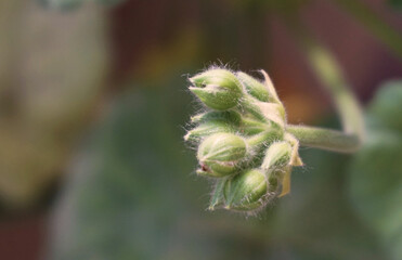 geranium flower buds