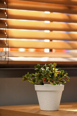 Beautiful potted Goldfish plant on wooden table indoors