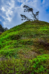 Conifers on the edge of the Pacific Ocean cliff in Olympic National Park