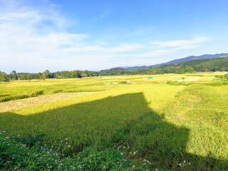 dark shadow on fresh golden and green organic rice tree in thailand farming.season harvest organic plant in summer season.