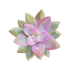 Geometrical illustration of a pink succulent isolated