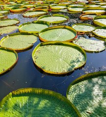 fresh big circle green pattern water lillies leaves floating in pond. Round pattern in natural park