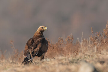 Eagle in the nature