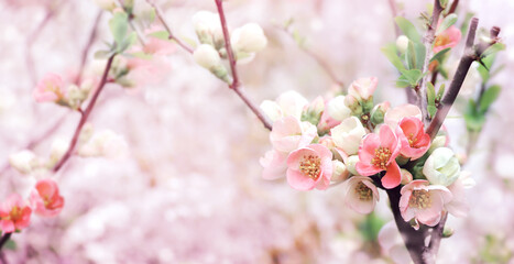 Fototapeta na wymiar Horizontal spring banner with Japanese Quince flowers