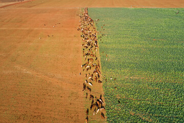 Aerial view of strip grazing by a herd of cattle