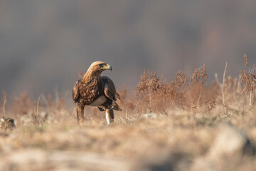 Eagle in the nature