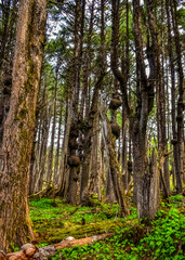 Old trees with outgrowths on trunks in the forest on the shores of the Pacific Ocean in Olympic National Park, Washington