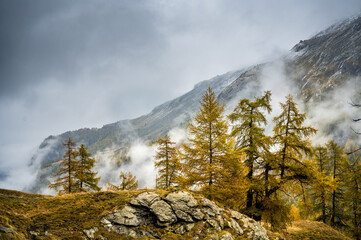 yellow larches at Arolla, Val d'Herens