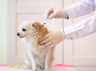 The veterinarian examines the dog. Chihuahua dog at the veterinarian. Animal clinic. Inspection of...