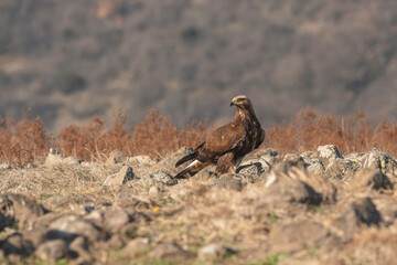 Eagle in the nature