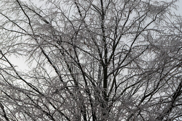 Tree crown covered with ice. Beautiful winter scenery.