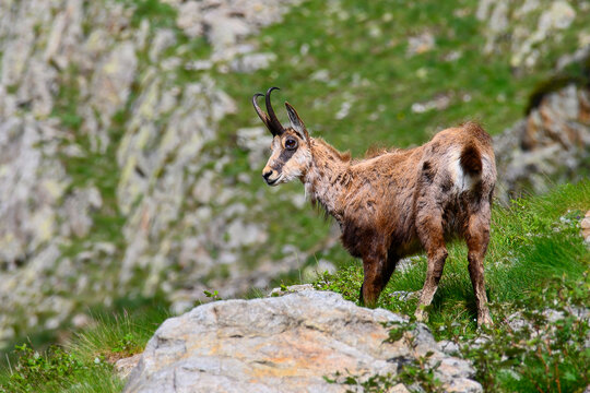 chamois des alpes