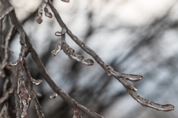 Tree branches with heavy icing. Ice wrapped the branches.