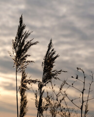 Obraz premium Golden reeds sway in the wind against sunset sky. Abstract natural background. Pattern with neutral colors. Minimal, stylish, trend concept. Golden sedge grass, dry reed, reed layer, reed seeds.