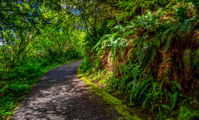 Ferns and other forest plants in a forest by the Pacific Ocean in Olympic National Park, Washington