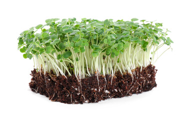 Fresh organic microgreen seeds on white background