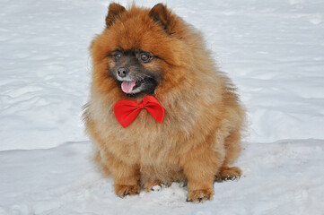 tame breed of dog cheerful orange pomeranian spitz with a red bow sits on the white snow