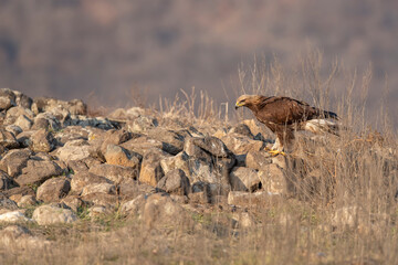 Eagle in the nature