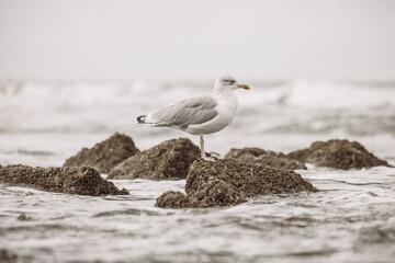 Möwe an der Nordsee