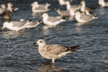 Möwe an der Nordsee
