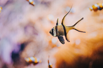 Fisch Aquarium