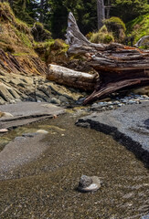 A small river that flows into the Pacific Ocean erodes the sandy shore in Olympic National Park, Washington