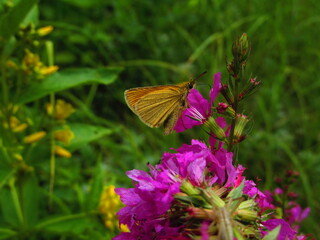 An orange butterfly sits in purple flowers