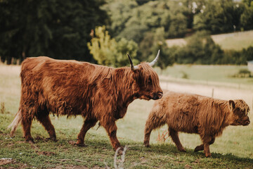Highland Rind