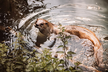Fischotter im Wasser