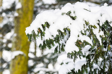 Conifer tree branches covered with snow, winter landscape.