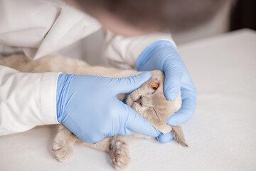 Vet examining eyes of a Burmese cat in a veterinary clinic. Veterinarian in medical gloves is checking the eye of  cat.