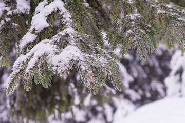 Green spruce branches covered with snow.