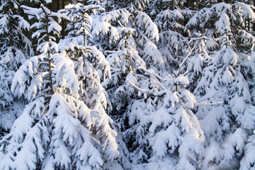 Young pines, the branches bent under the weight of the snow, natural background