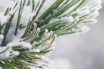 Pine needles covered with snowflakes. Close-up.
