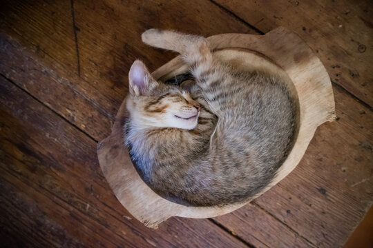 Small striped kitten sleeping in a bowl on wooden table - Powered by Adobe