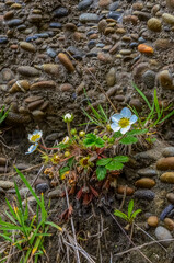 A plant with white flowers on a rocky shore in Olympic National Park, Washington