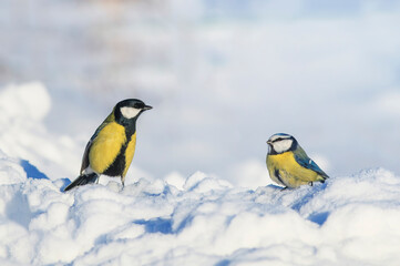 two birds tit and lapis lazuli in winter park on the white sparkling snow