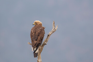 Eagle in the nature