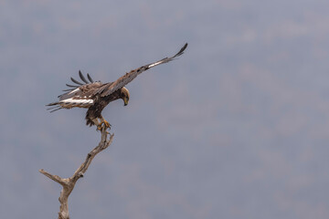 Eagle in the nature