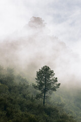 Misty early morning vertical landscape with a single tree on a mountain and lots of fog rolling in. South Africa. - 412209744