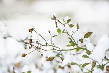 Snow-covered branches and rose leaves, winter landscape.